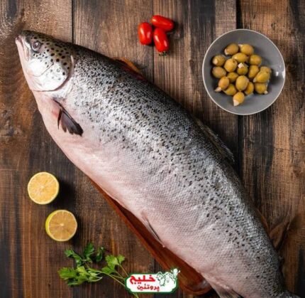 ماهی سالمون نروژی